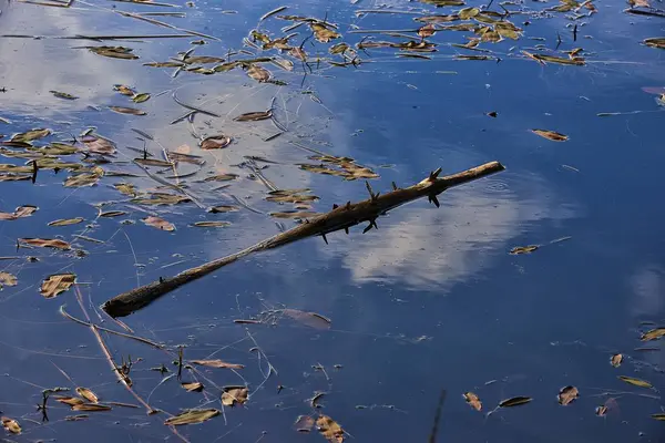 Tiro horizontal de um pedaço de madeira e folhas caídas na água com o reflexo do céu nublado — Fotografia de Stock