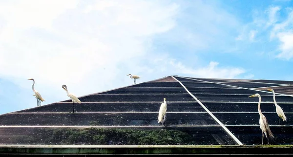 Belle photo d'anhingas oiseaux sur un toit avec un ciel nuageux bleu en arrière-plan — Photo