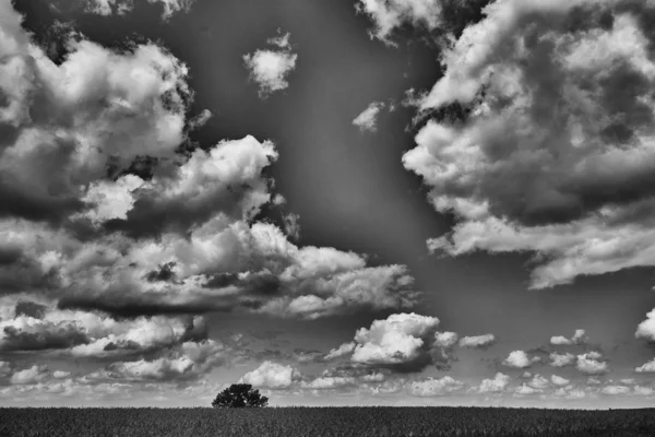 Tiro preto e branco de uma árvore isolada em um campo gramado com o fundo do céu escuro nublado — Fotografia de Stock