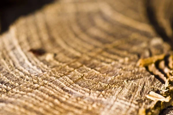 Крупный план деревянной текстуры с размытым фоном — стоковое фото
