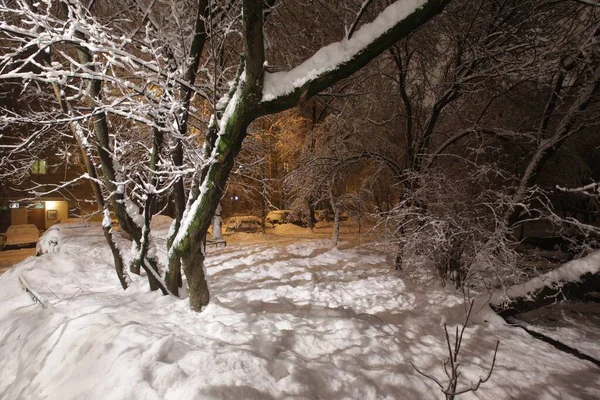 Όμορφη νυχτερινή λήψη των δέντρων σε ένα πάρκο καλυμμένο με χιόνι κατά τη διάρκεια του χειμώνα στη Μόσχα, Ρωσία — Φωτογραφία Αρχείου