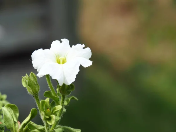 Tiro de close-up seletivo de uma bela flor de petúnia branco-pétala com folhas verdes — Fotografia de Stock