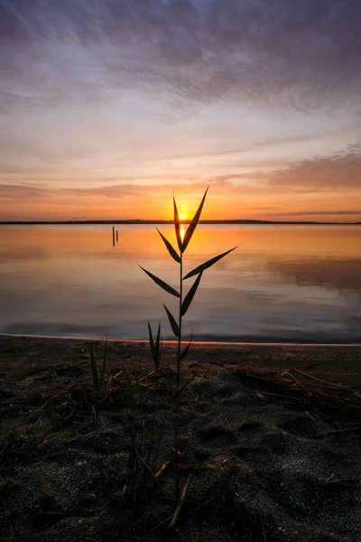 Gros plan vertical d'une plante sur le rivage près de l'eau sous un ciel nuageux — Photo