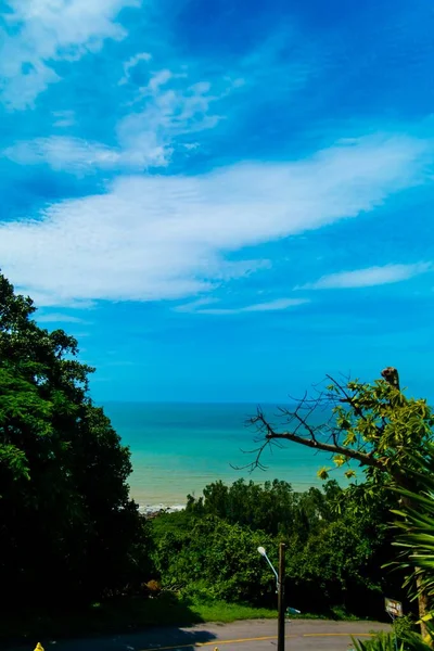 Colpo verticale di alberi vicino al mare sotto un cielo blu durante il giorno — Foto Stock