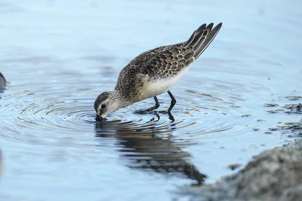 Forrageamento Curlew sandpiper Calidris ferruginea — Fotografia de Stock