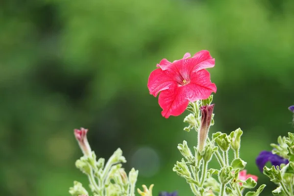 Gros plan sélectif d'une belle fleur d'hibiscus hawaïen à pétales rouges aux feuilles vertes — Photo