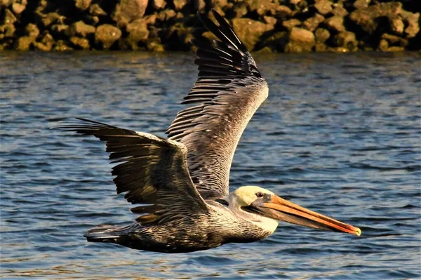 Close shot of a pelican flying near the water with a blurred background — Stock Photo, Image