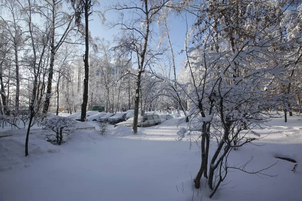 Чудовий цвях дерев у парку, повністю вкритому снігом взимку в Москві (Росія). — стокове фото