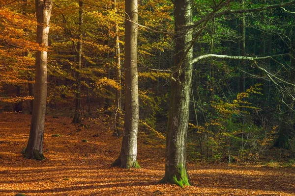 Tiro Horizontal Belas Árvores Com Folhas Coloridas Floresta Outono — Fotografia de Stock