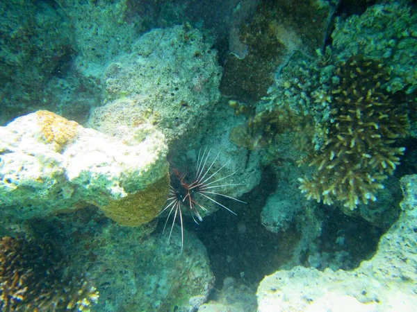 Closeup underwater shot of a black spiky fish hiding in rocks near the coral reefs — ストック写真