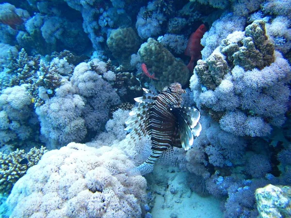 Closeup tiro subaquático de um belo peixe-leão nadando perto de recifes de coral — Fotografia de Stock