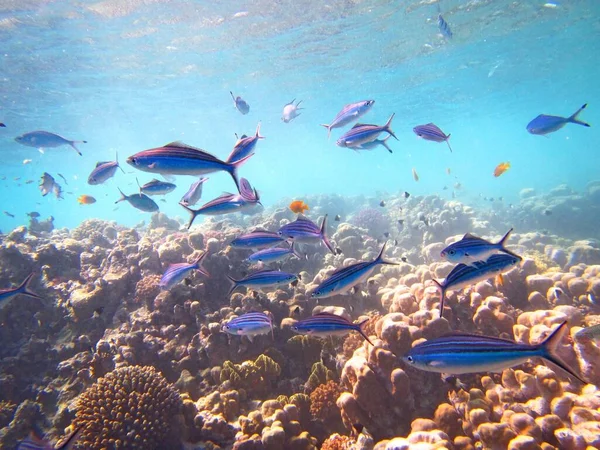 Gros plan sous-marin d'un banc de poissons zèbres bleus nageant près d'un récif corallien — Photo