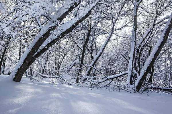 Vackra skott av träd i en park helt täckt av snö under vintern i Moskva, Ryssland — Stockfoto