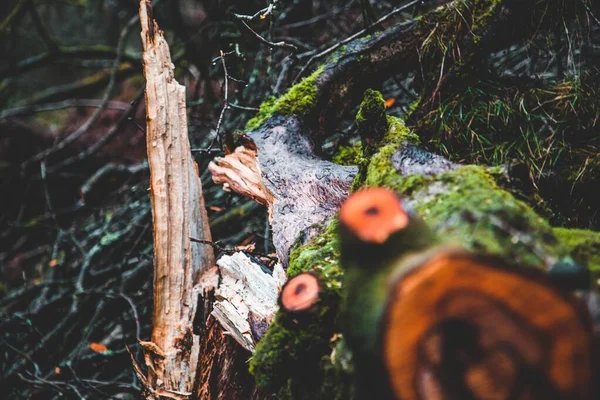 Tembakan fokus yang dangkal dari batang pohon yang patah dengan lumut tumbuh di atasnya di hutan . — Stok Foto