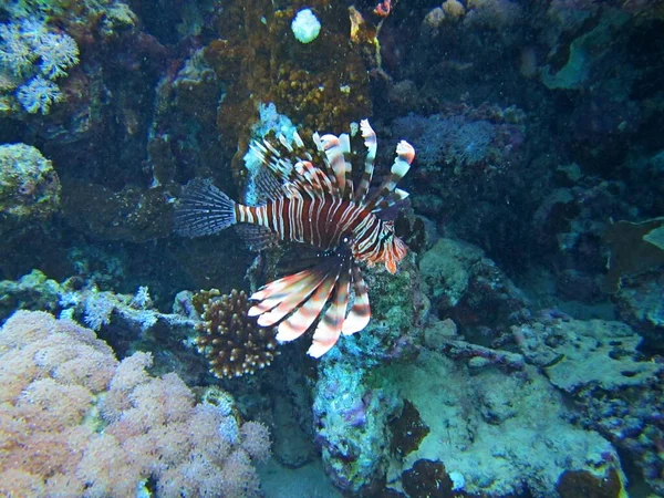 Primer plano submarino de un hermoso pez león nadando cerca de los arrecifes de coral —  Fotos de Stock