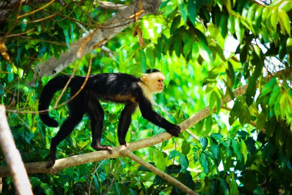 Vit inför capuchin — Stockfoto