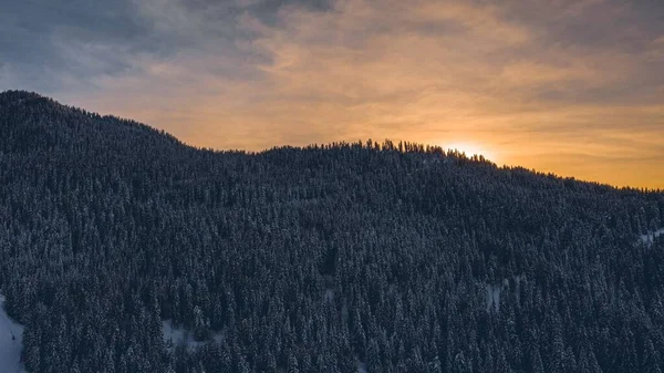 Superbe photo d'une forêt de pins sur une montagne enneigée au coucher du soleil. Idéal pour un papier peint — Photo