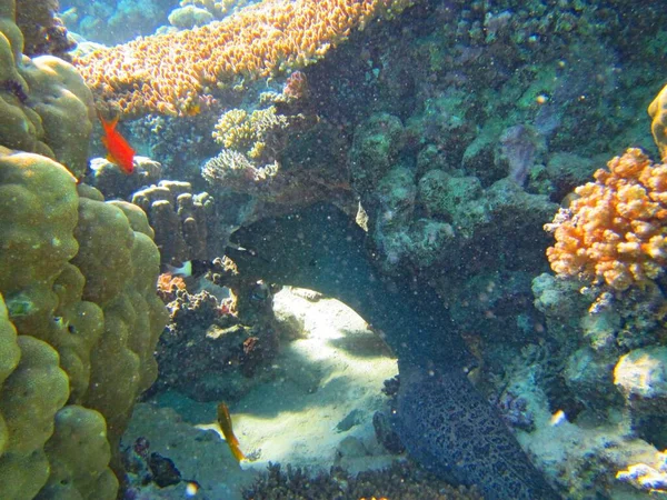 Detailní podvodní záběr krásného korálového útesu oblouku s malou, červenou rybou plavat v blízkosti — Stock fotografie