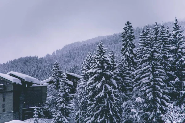 Yakınlarda bir evi olan bir dağda karla kaplı çam ağaçlarının güzel manzarası. — Stok fotoğraf