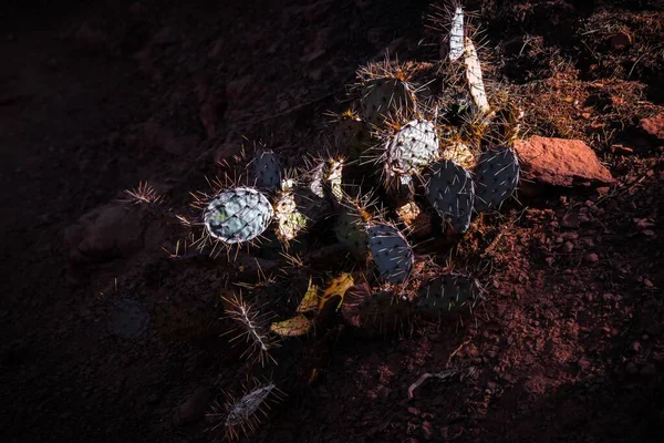 Cactus de pera espinosa —  Fotos de Stock