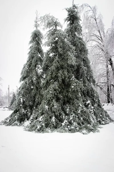 Pine Trees Covered in ice — Stock Photo, Image