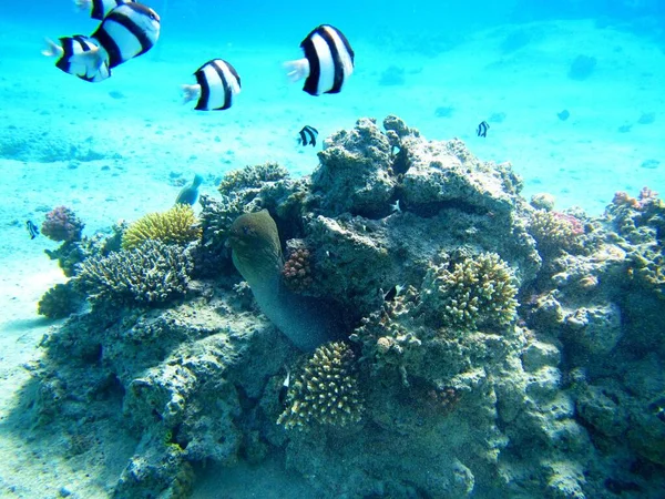 Detailní podvodní záběr úhoře skrývajícího se v korálovém útesu se školou černobílých ryb — Stock fotografie