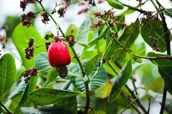 Cashew Plant — стокове фото