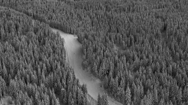 Bird 's-eye gråskala skott av en snöig väg som går genom en vacker skog full av tallar — Stockfoto