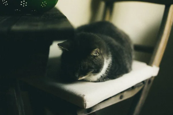클로저 업귀여운 검은 고양이의 사진검은 테이블 근처흰 의자에서 자고 — 스톡 사진