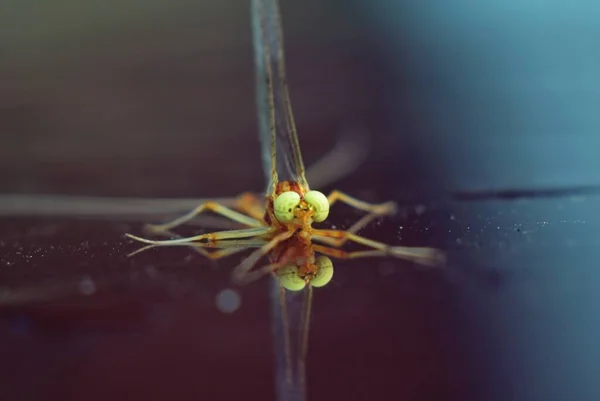 Closeup tiro focado de uma libélula no chão molhado em um dia chuvoso — Fotografia de Stock