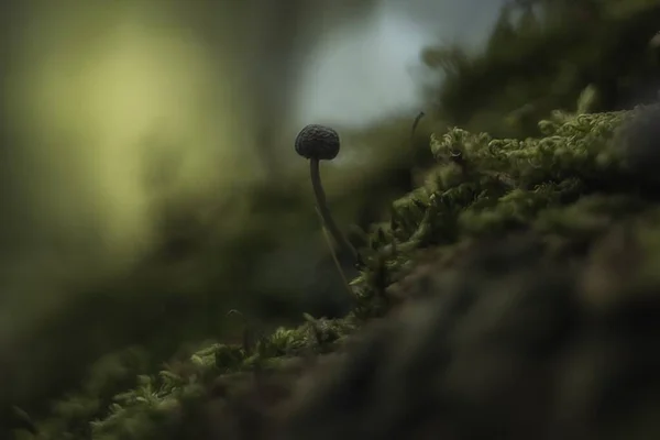 Closeup seletivo tiro focado de uma pequena planta com um botão no campo com um fundo borrado — Fotografia de Stock