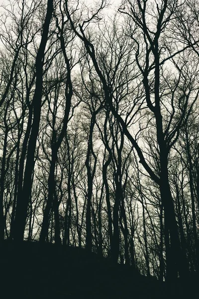 Tiro vertical de siluetas de árboles sin hojas en un bosque durante el día — Foto de Stock