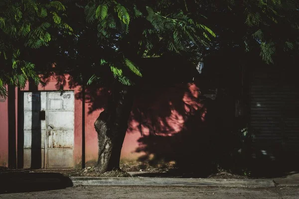 Tiro horizontal de uma árvore com folhas pinadas verdes perto de uma parede vermelha e uma porta metálica cinza — Fotografia de Stock