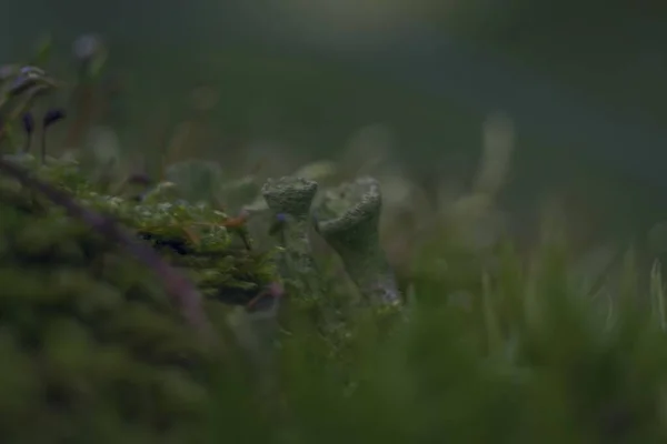 Tiro de close-up seletivo de grama verde na floresta no início da manhã com um fundo borrado — Fotografia de Stock