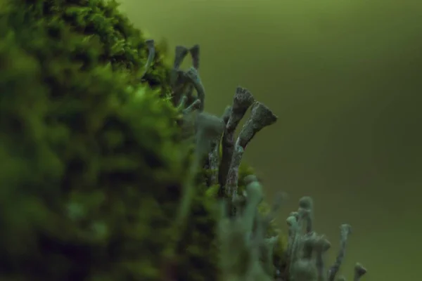 Крупный план красивого зеленого растения с размытым фоном — стоковое фото