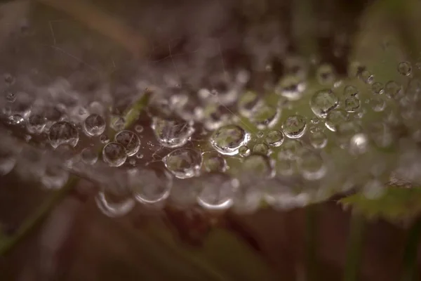 Beautiful closeup shot of a spider web covered with dewdrops in the early morning — Stock Photo, Image