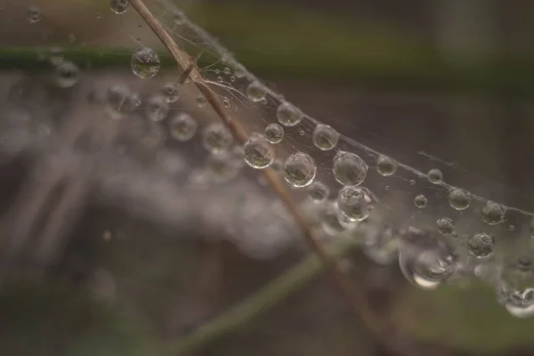Tiro de close-up de uma teia de aranha com gotas de orvalho em um fundo borrado — Fotografia de Stock