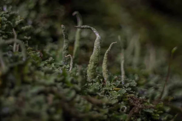 Primer plano de plantas cubiertas de musgo en el bosque con un fondo borroso — Foto de Stock
