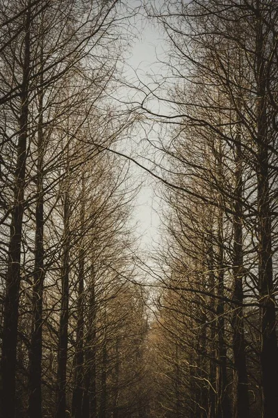 Вертикальний знімок лінії коричневих безлистяних дерев. Відмінно підходить для шпалер або фону . — стокове фото