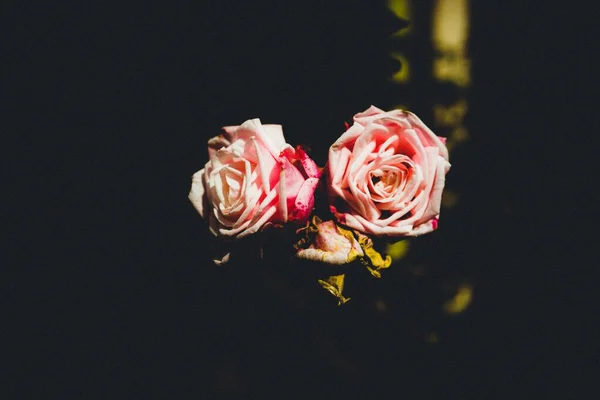 Haunting closeup of two bloomed and one dried pink rose in a dark environment