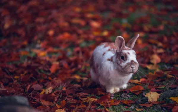 Nahaufnahme eines weißen und braunen Kaninchens mit vielen bunten Blättern — Stockfoto