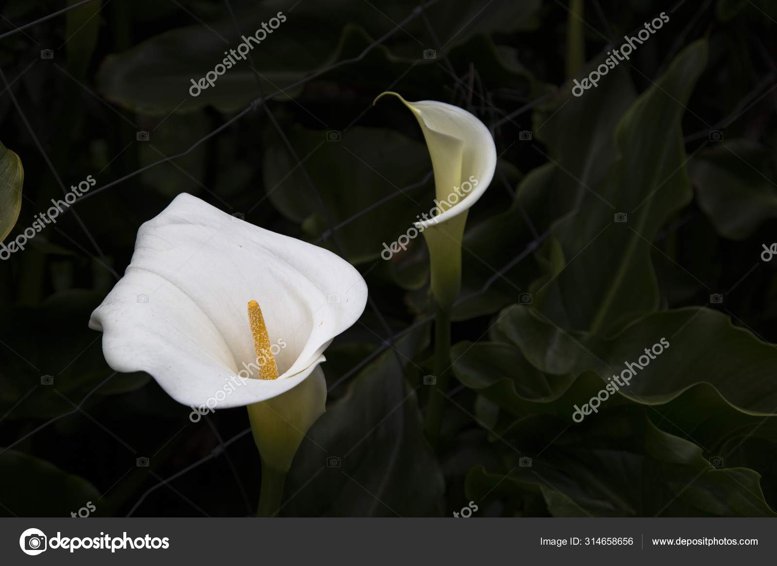 Gros Plan Fleurs Cloche Blanche Près Des Plantes Une Clôture image libre de  droit par Wirestock © #314658656
