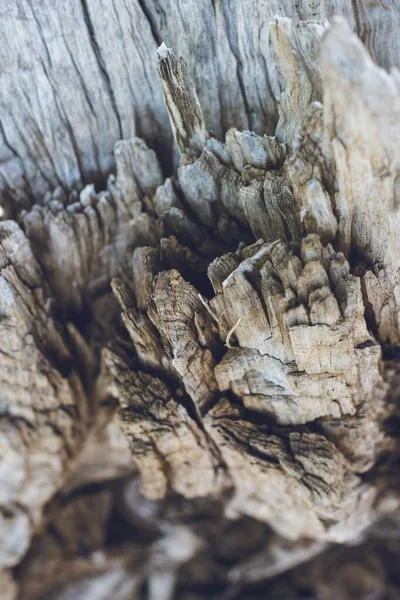 Closeup shot of old dried tree bark. Great for a wallpaper or a background — Stock Photo, Image