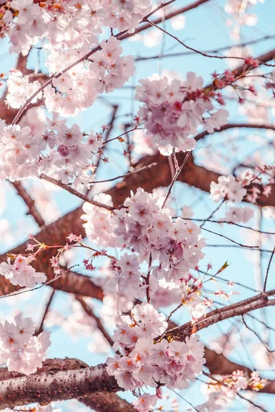 Tiro Foco Raso Belas Flores Cereja Rosa Sob Céu Azul — Fotografia de Stock