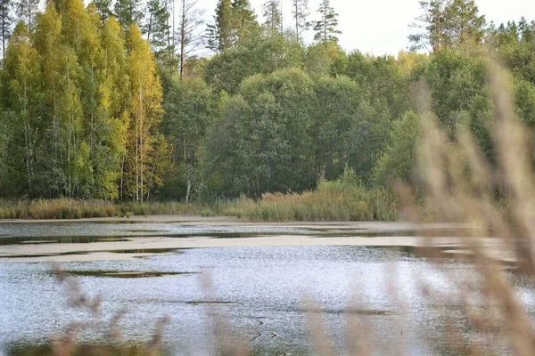 Schöne Aufnahme des Wassers in Ufernähe, das von Bäumen bedeckt ist — Stockfoto