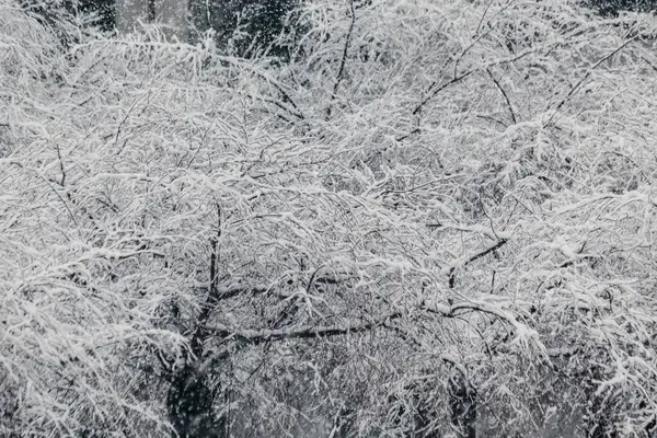 Ağaç dallarına düşen kar tanelerinin nefes kesici yakın çekimi büyülü bir görüntü yaratıyor. — Stok fotoğraf