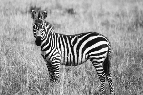 Graustufenaufnahme eines einsamen Zebras auf einer Wiese - großartig für einen kühlen Hintergrund — Stockfoto