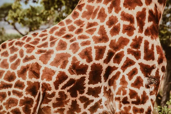 Närbild bild bild av en giraff med gröna träd i bakgrunden - perfekt för en vacker tapet — Stockfoto