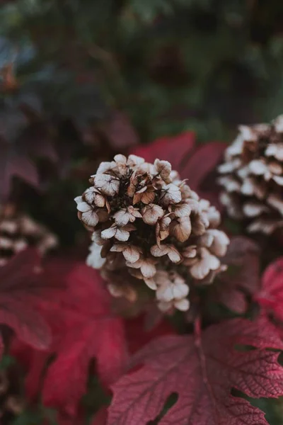 Vertical shot of a purple Grifola frondosa flower surrounded by purple leaves in a forest — Stock Photo, Image