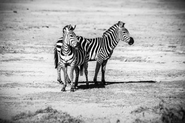 Zdjęcie w skali szarości dwóch zebr w terenie cieszących się swoim towarzystwem — Zdjęcie stockowe